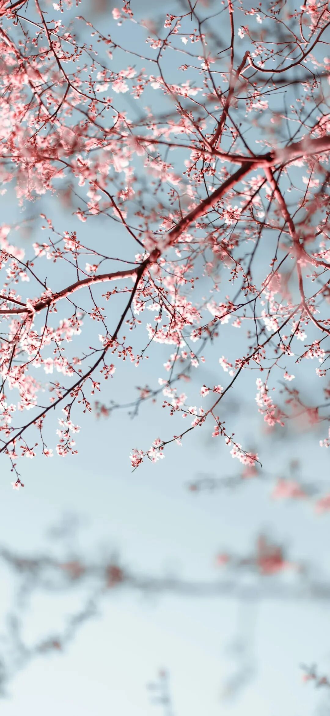 图片[12]-高清壁纸丨“8K超清全屏壁纸”-淘靓机