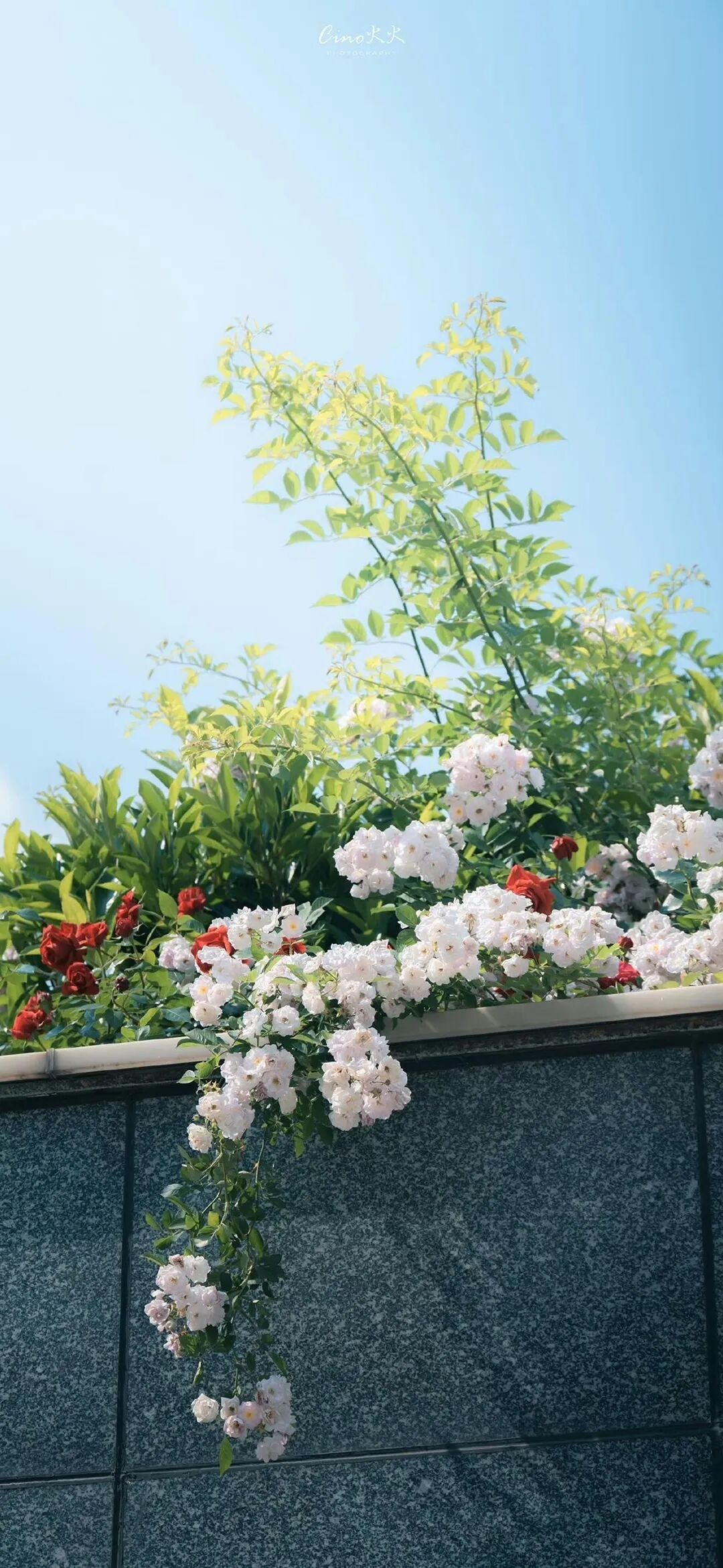 图片[6]-治愈风景手机壁纸-淘靓机