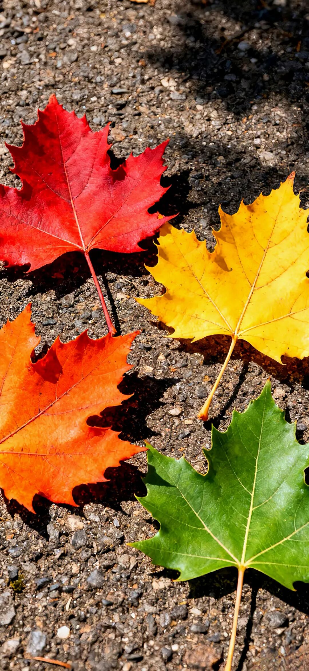 图片[2]-治愈风景手机壁纸-淘靓机