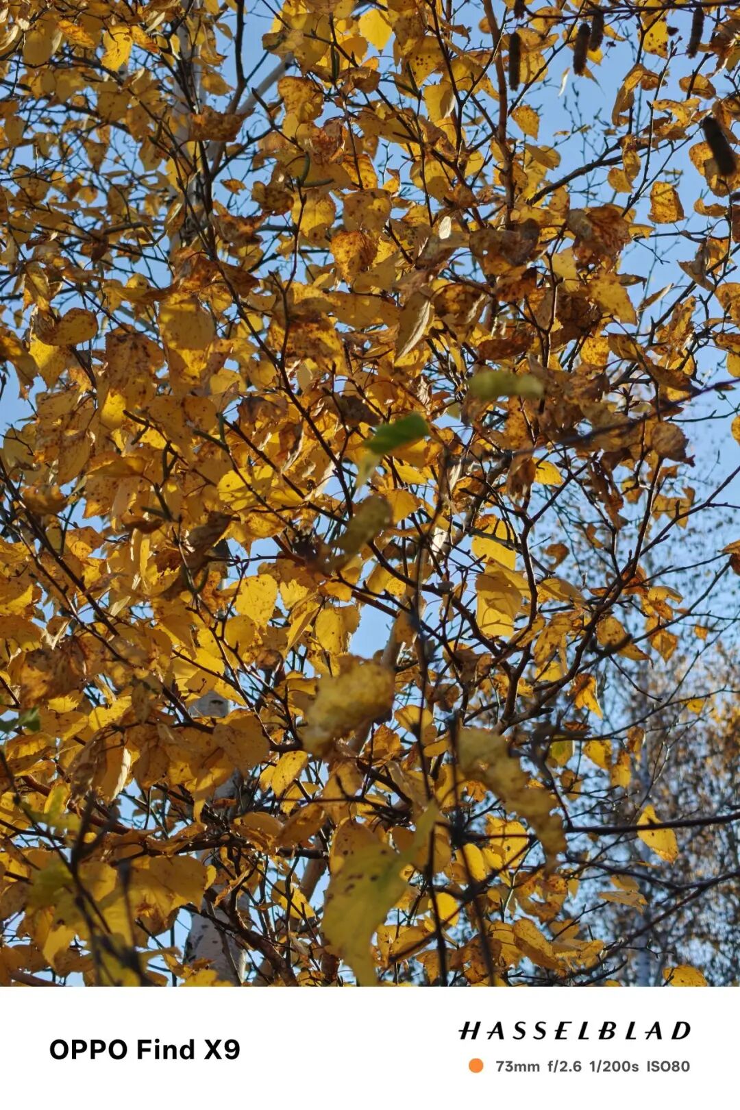 OPPO Find X9全面评测 强如Pro的超级标准版