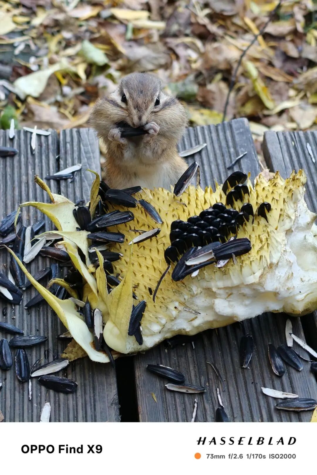 OPPO Find X9全面评测 强如Pro的超级标准版