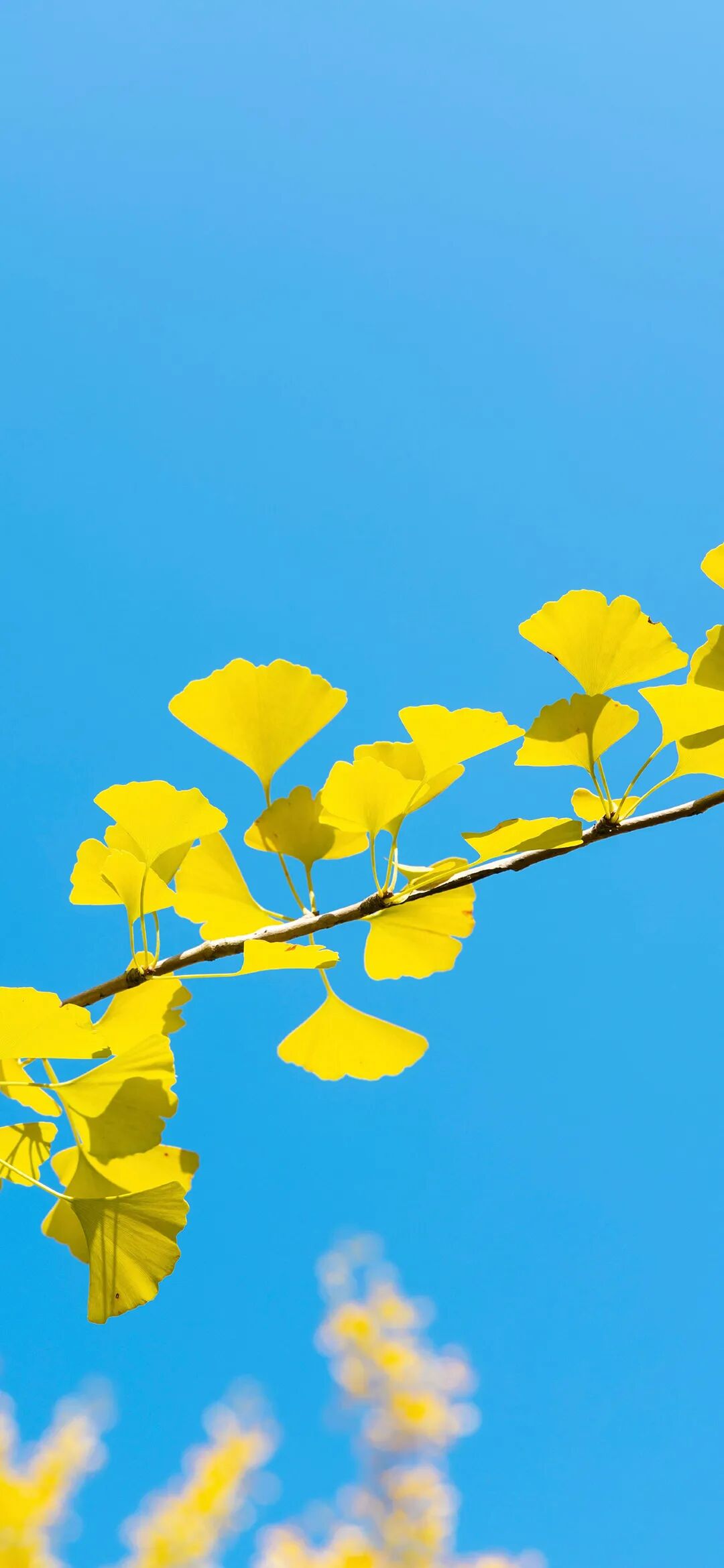 图片[5]-治愈风景手机壁纸-淘靓机