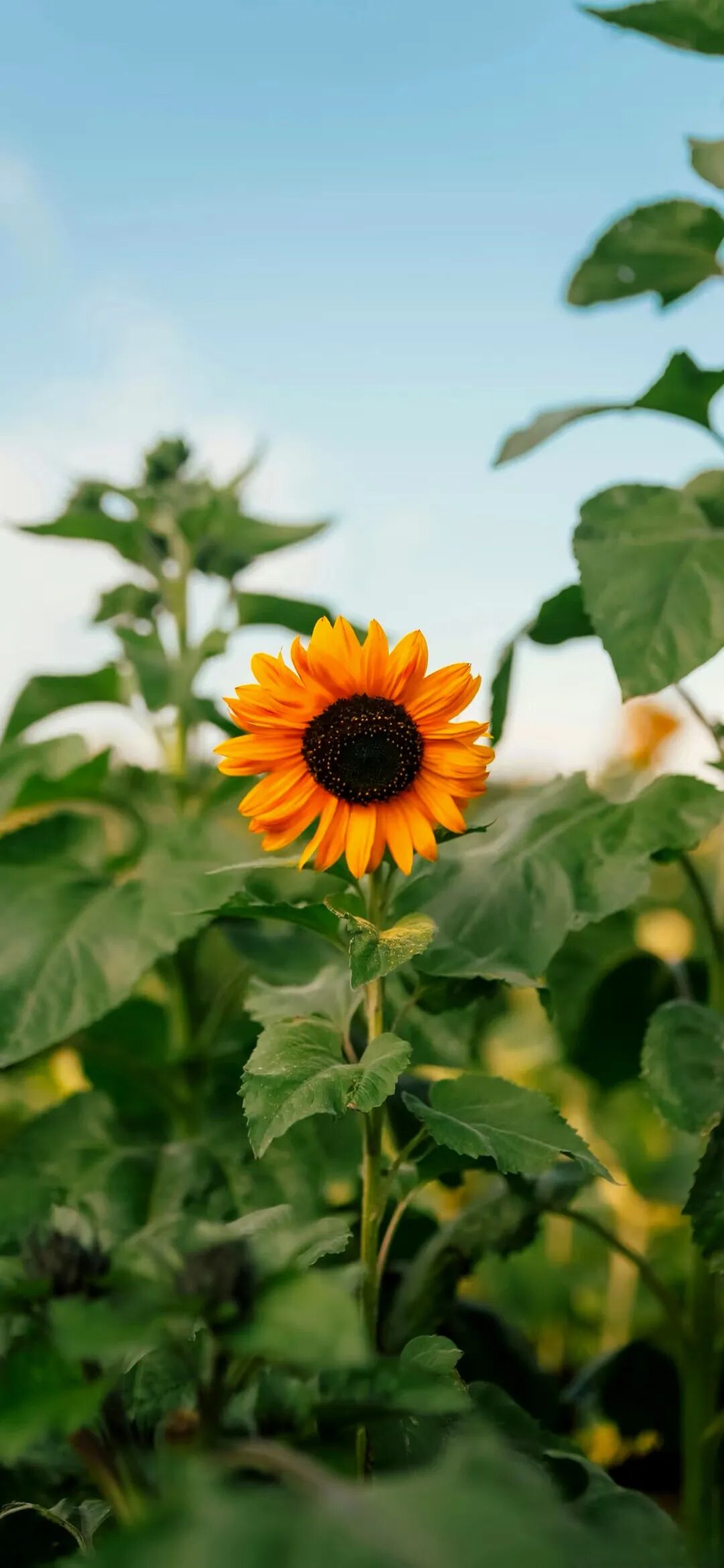 图片[3]-治愈风景手机壁纸-淘靓机