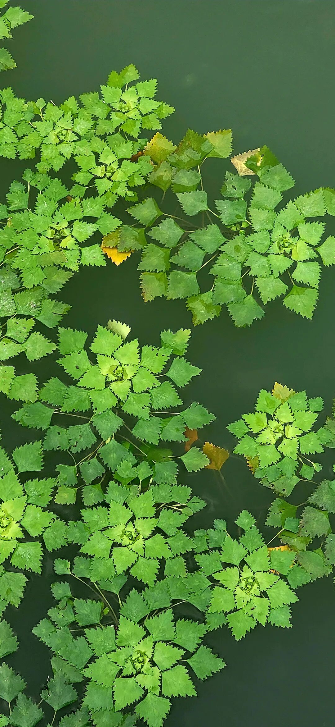 图片[4]-治愈风景手机壁纸-淘靓机